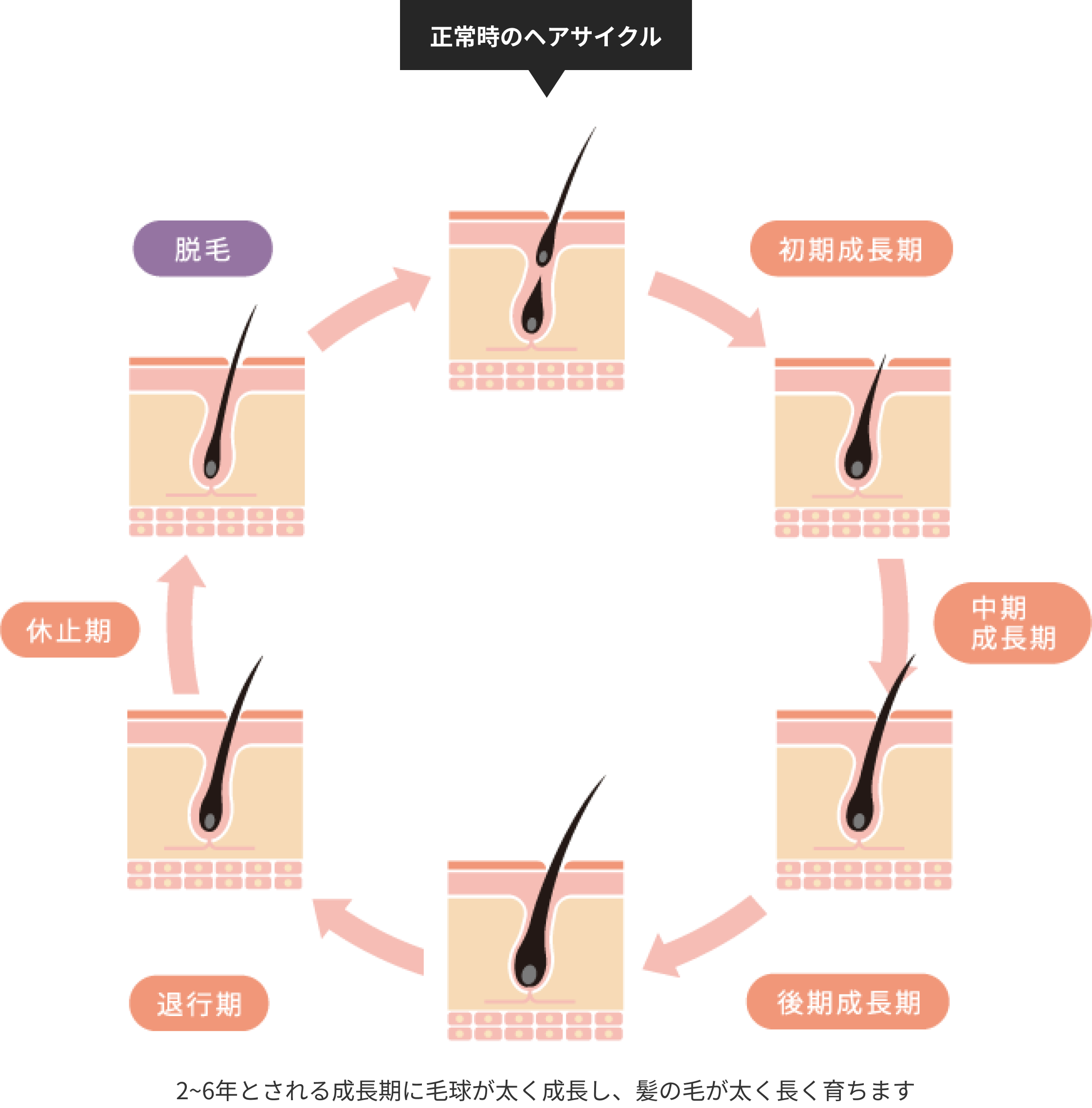正常時のヘアサイクル